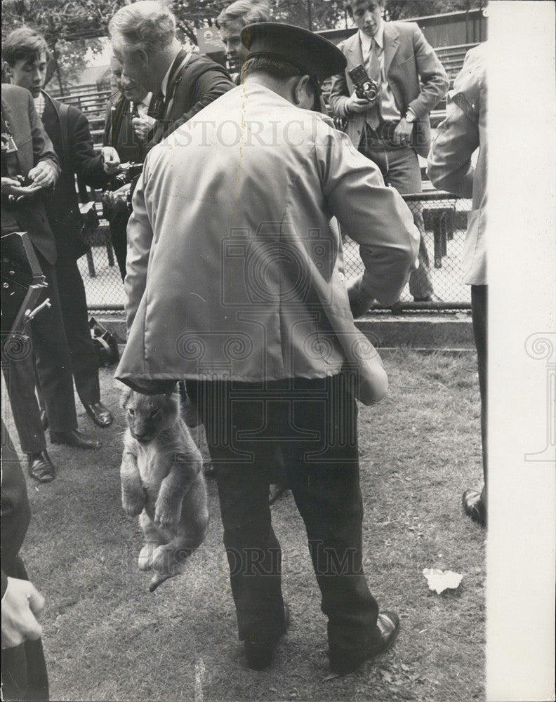 1969 Lion Cub, London Zoo - Historic Images