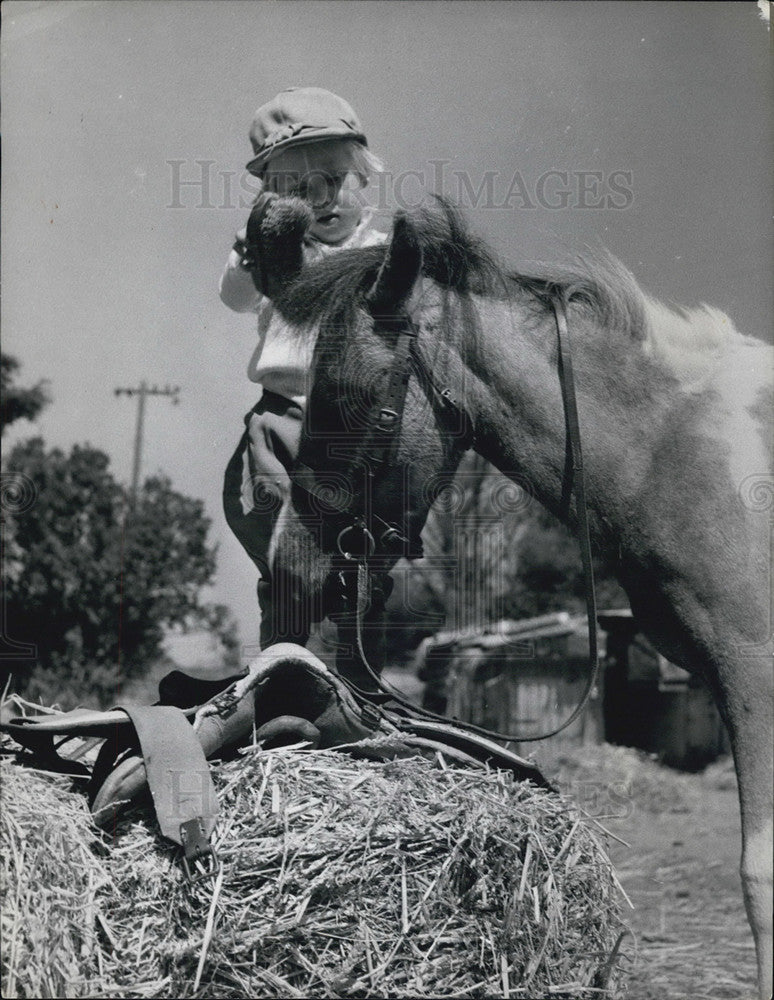 Press Photo Penny Streatfield Grooming Her Miniature Racehorse. Thumbelina - Historic Images