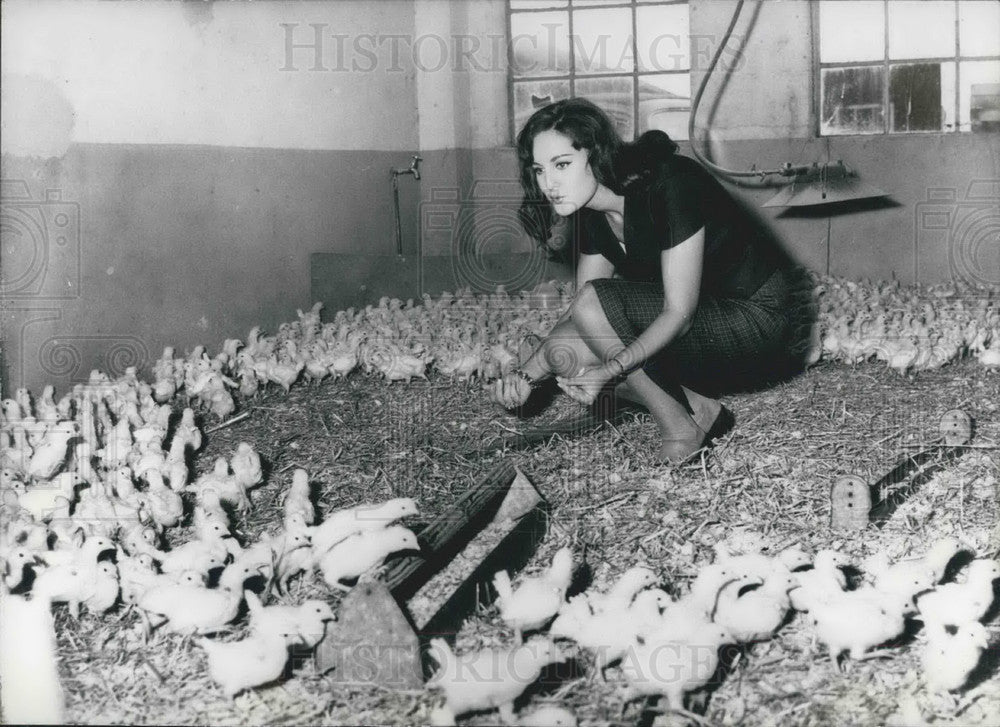 1965 Press Photo &quot;Shirley&quot; Star Dutchwoman on her Farm with Chicks - KSB06255 - Historic Images