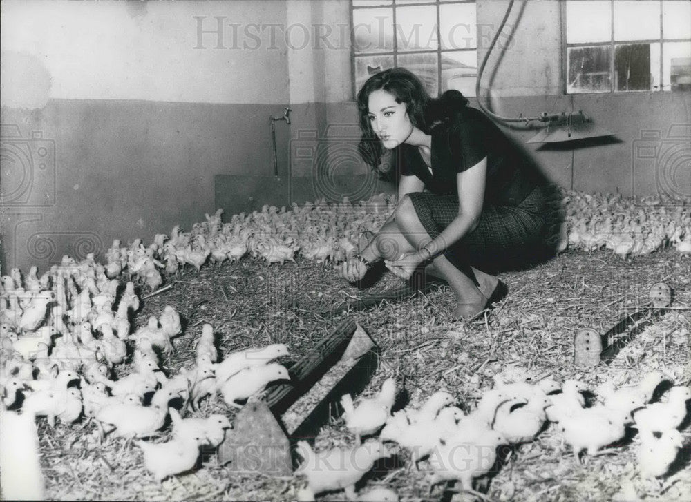 1965 Press Photo "Shirley" Star Dutchwoman on her Farm with Chicks - KSB06255 - Historic Images