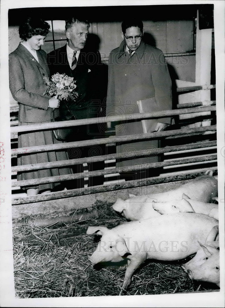 1958 Press Photo Princess Margrethe looks at some pigs - KSB14347-Historic Images