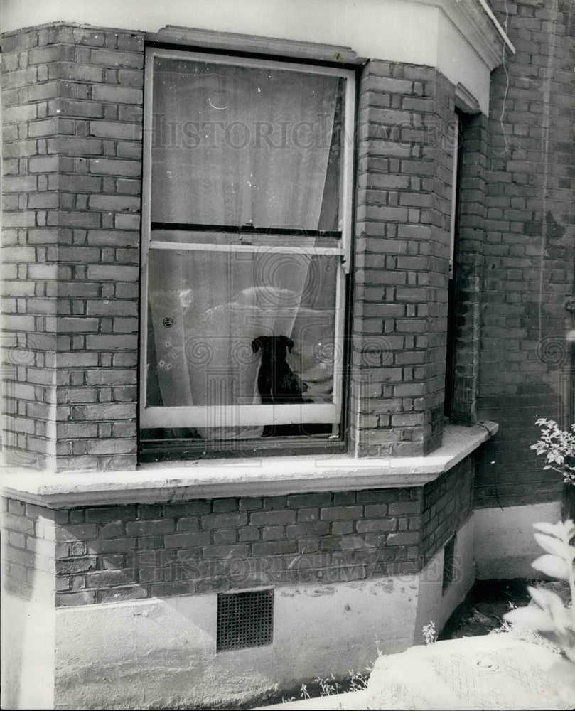 1966 Press Photo Dog in house waits for dead owner to return - KSB14993 - Historic Images