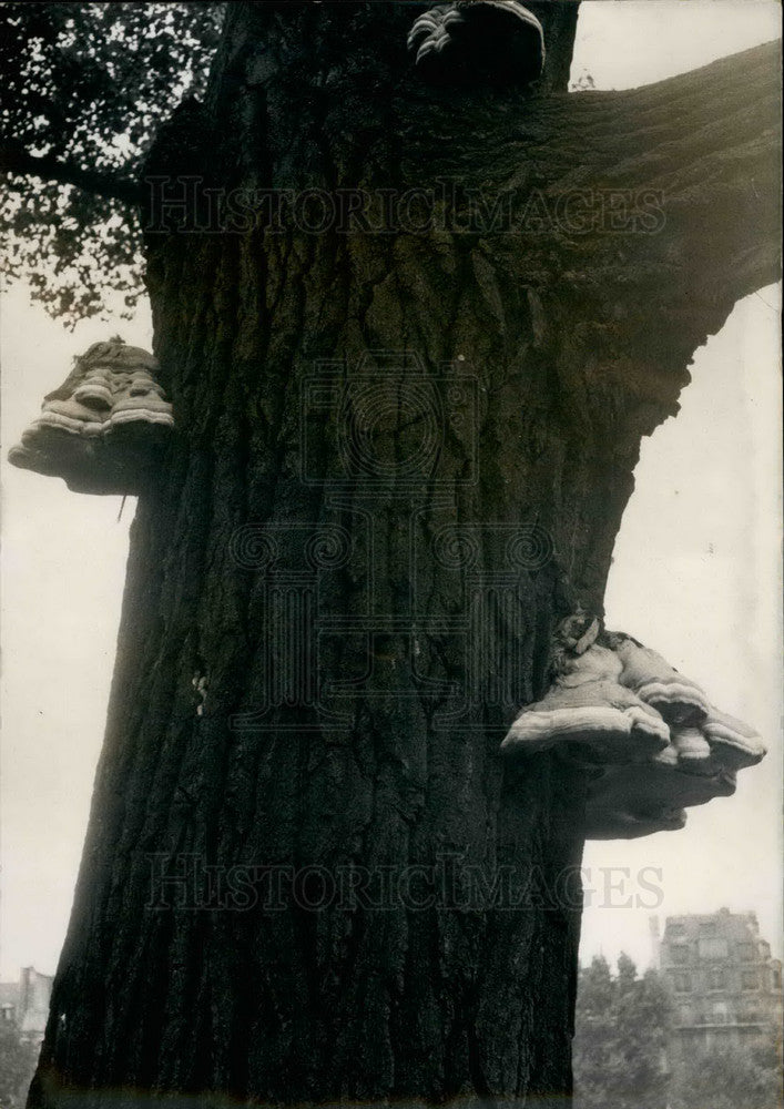 1952 Giant Fungus kills Paris trees-Historic Images