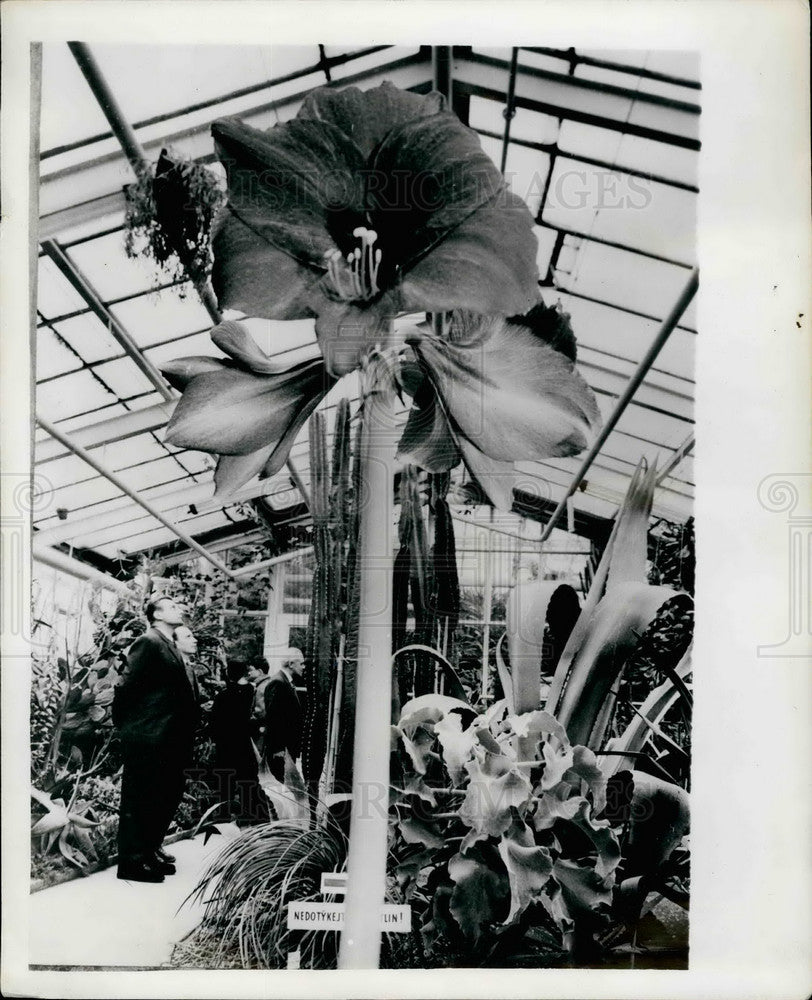 1962 Press Photo Lilisoeous/Amaryllis/Orchids/Botanical Gardens/Czechoslavakia - Historic Images