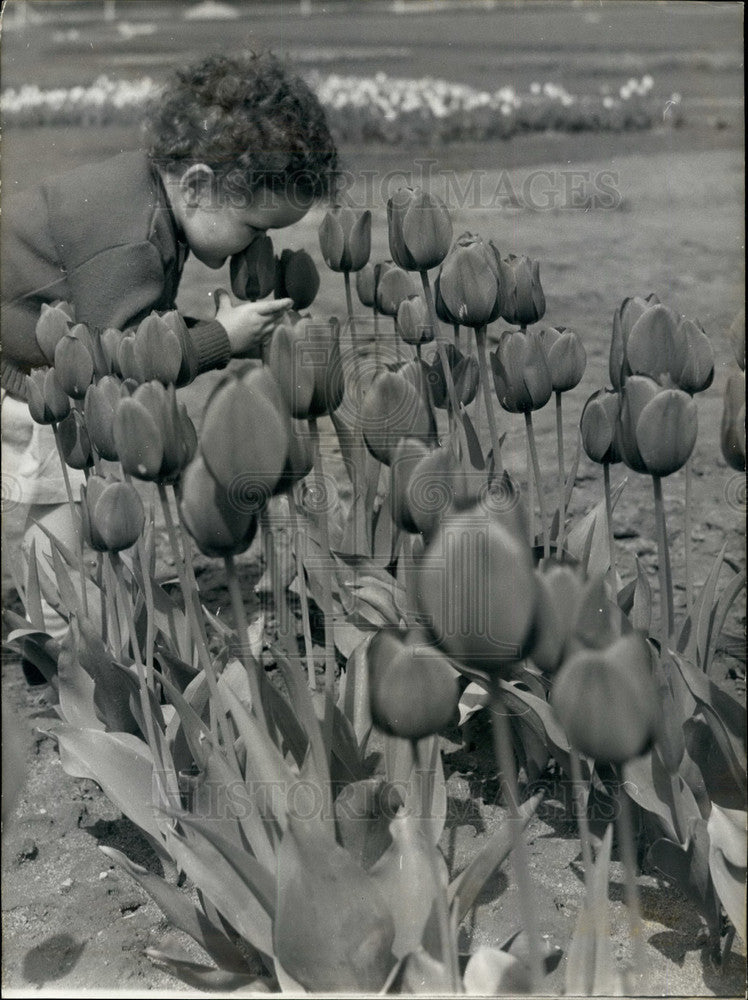 1968 Press Photo Tulip Show At Gonesse Paris Boy Sniffing Flowers - KSB15883 - Historic Images