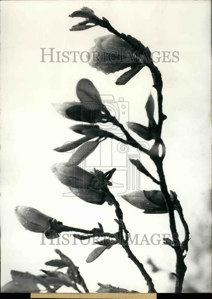 1967 Rhododendrons - Historic Images