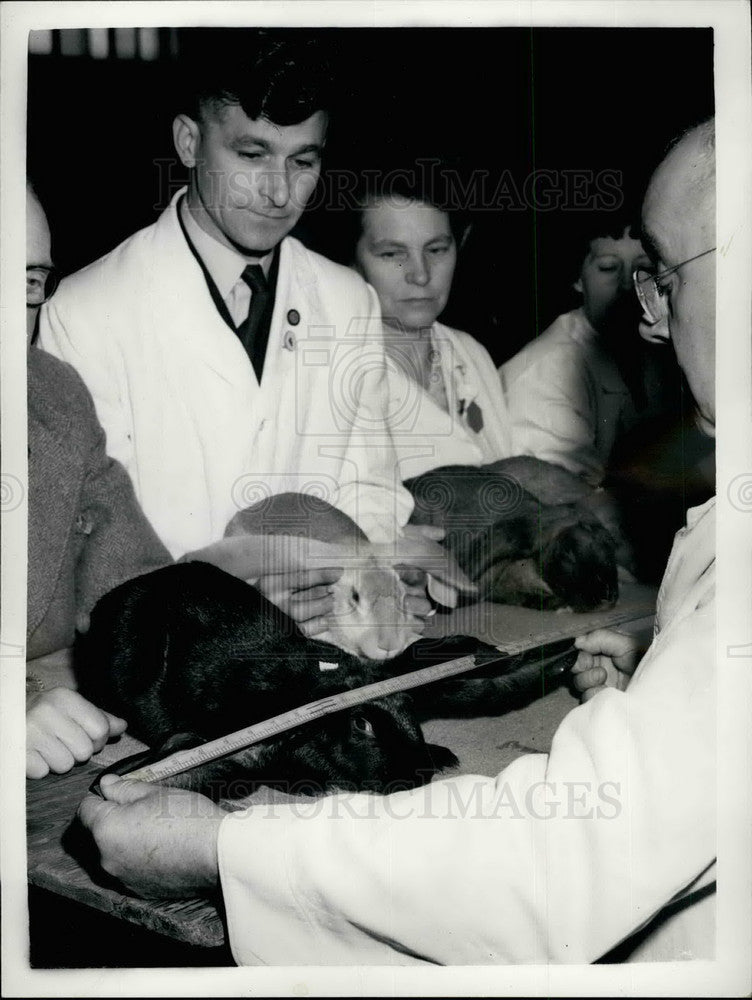 1956 Mr. F.G. Woodgate Judges Black Lop Rabbit Dairy Show Olympia - Historic Images