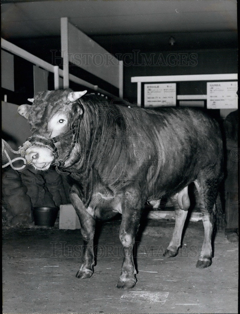 1967 Press Photo Agricultural Show, Limousin Bull, Paris, France - KSB17103-Historic Images