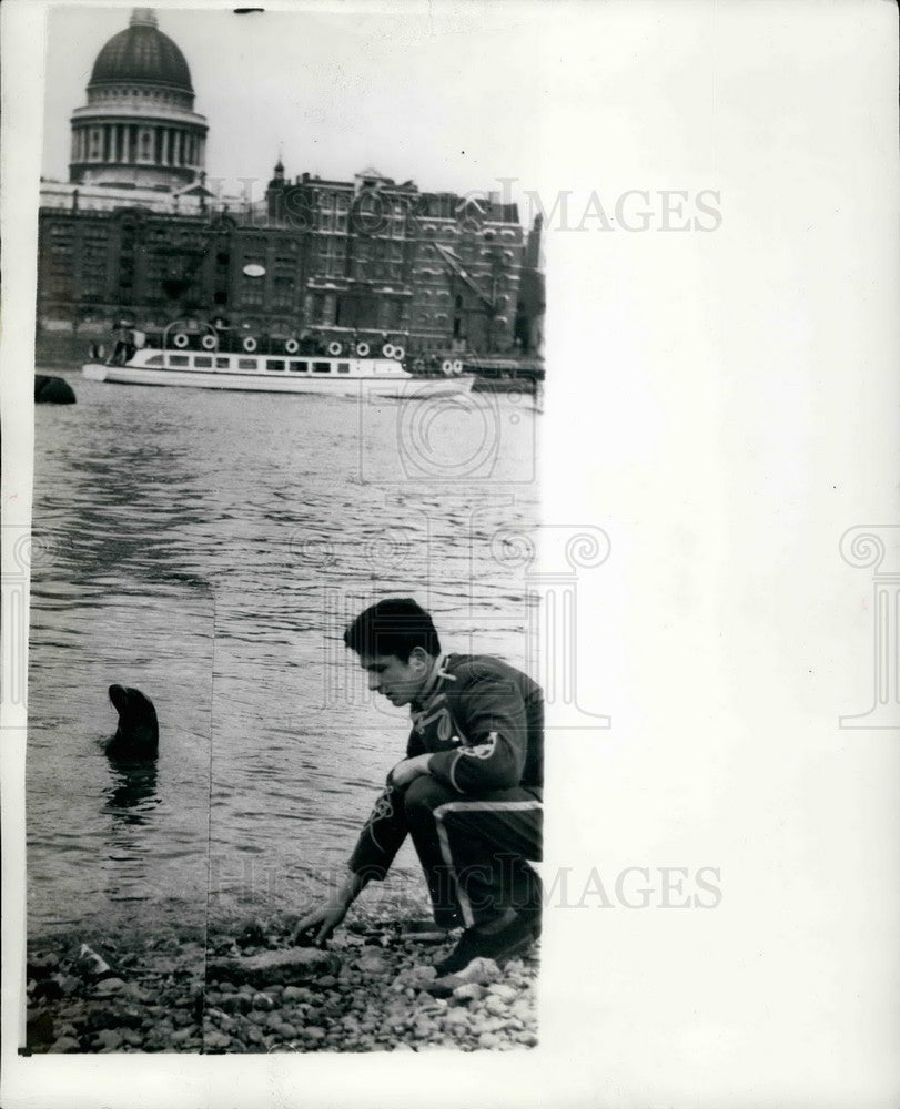 1960 Fritzi, the performing sealion escaped into the river - Historic Images