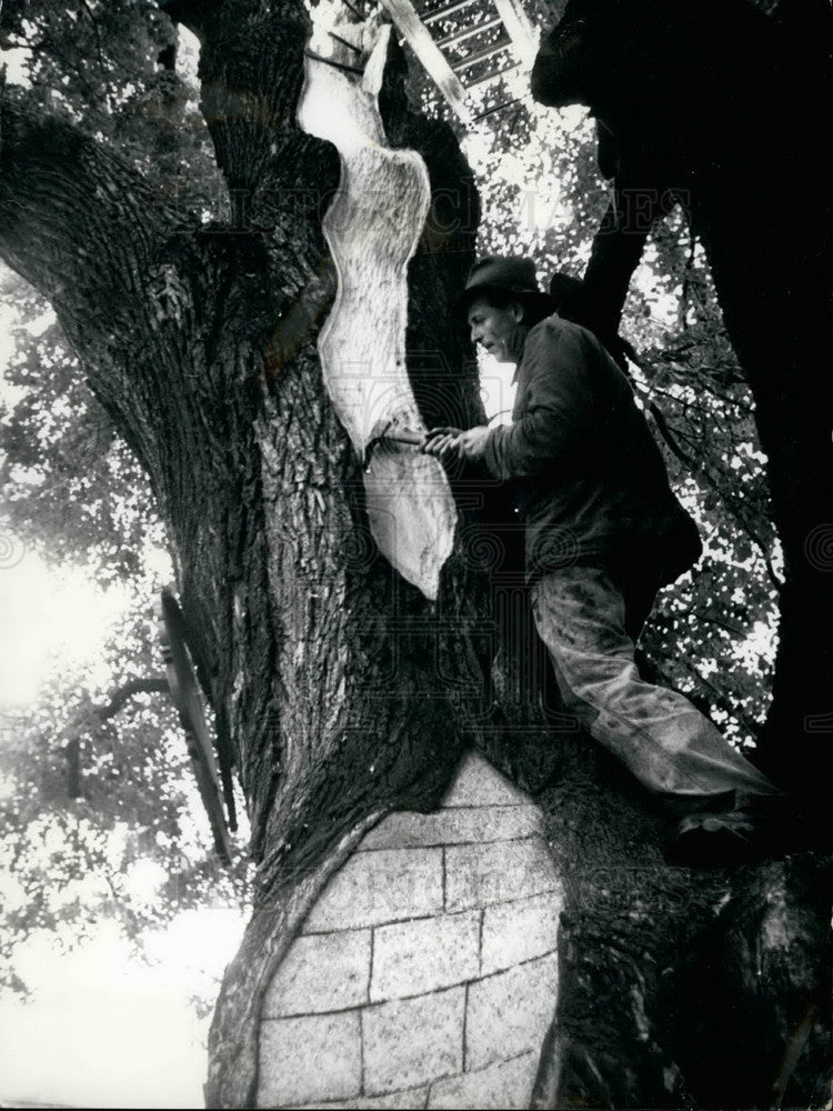 1954 Tree Doctor Alexander Volgger - Historic Images