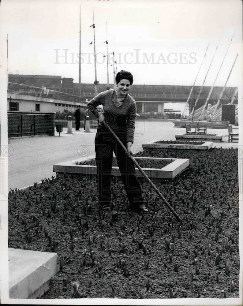 1953 Susan Deane, Tulip Bed, South Bank - Historic Images