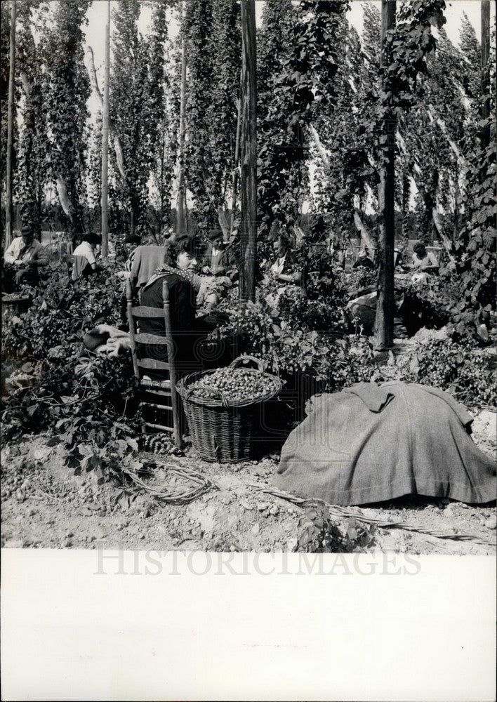 1959 Hop Pickers, Northern France - Historic Images