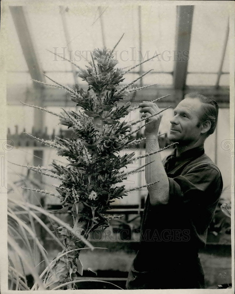 Press Photo Puya BerteronianaÃƒÆ’&#39;Å¡Ãƒâ€šÃ‚Â seen at Kew Gardens - KSB18003 - Historic Images