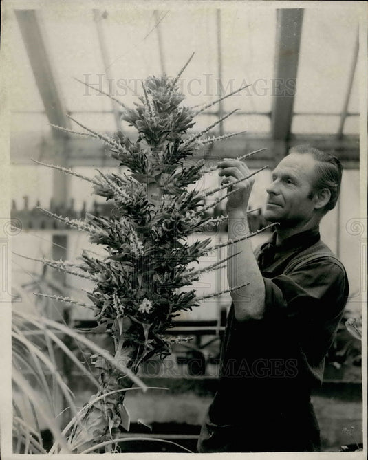 Press Photo Puya BerteronianaÃƒÆ’'Å¡Ãƒâ€šÃ‚Â seen at Kew Gardens - KSB18003 - Historic Images