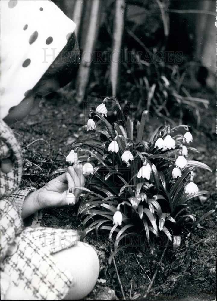 1964 Snowdrop flowers in spring garden  - Historic Images