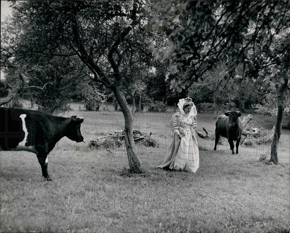 Pageant rehearsal in field interrupted by cows  - Historic Images