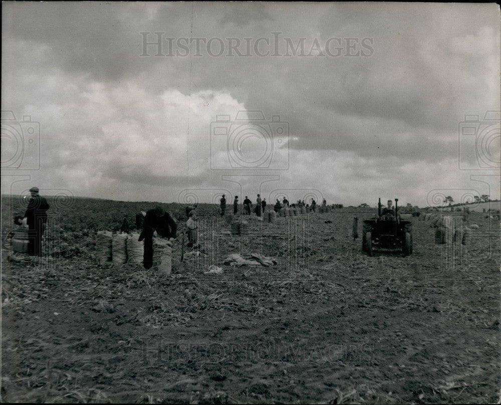 Press Photo Searching for the perfect potato - Historic Images