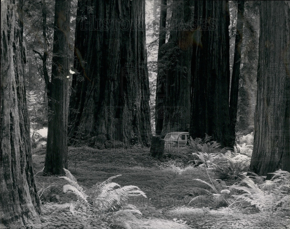 Press Photo California and Oregon redwood forests - KSB21013 - Historic Images