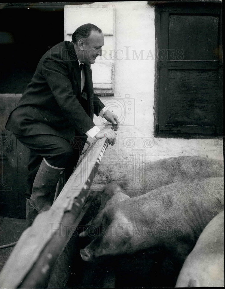 1959, Alfred Robens,hobby is pig breeding - KSB23821 - Historic Images