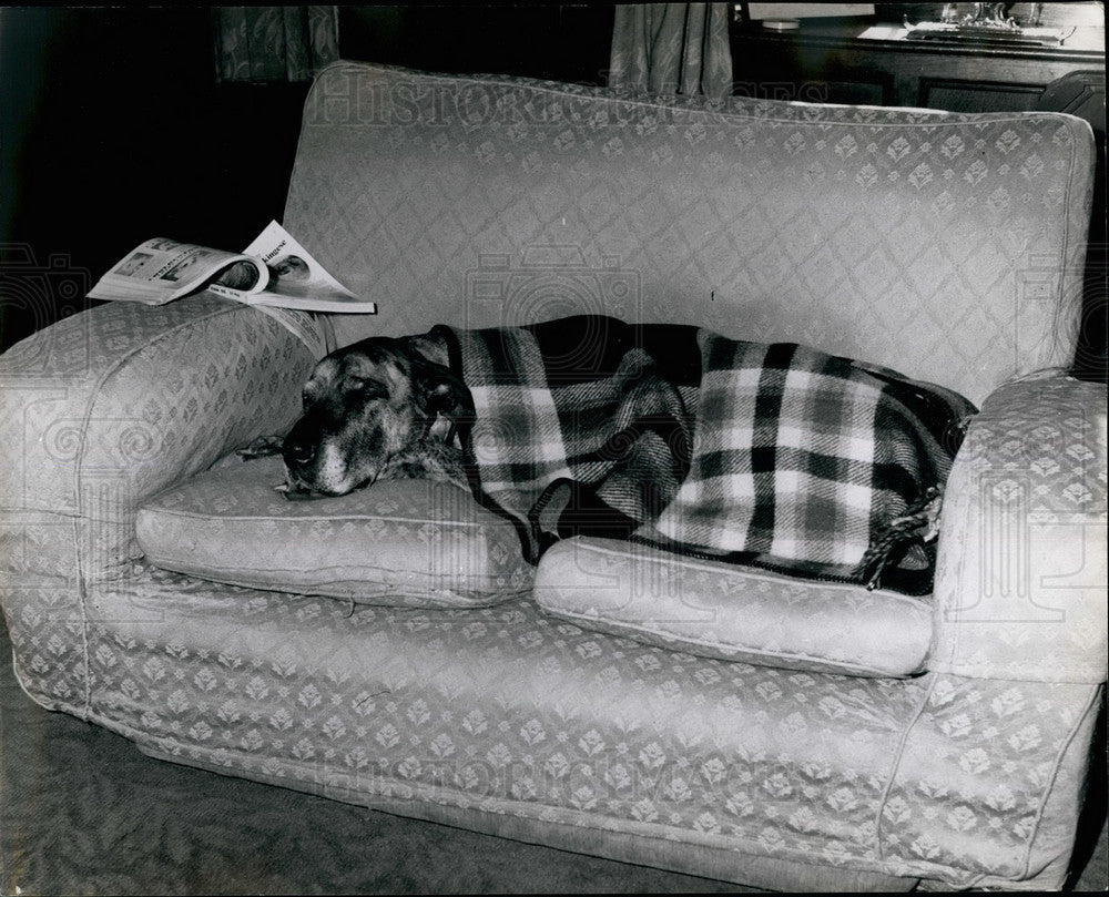 Press Photo Juno Dog Film Star Hertfordshire Home - KSB25497 - Historic Images