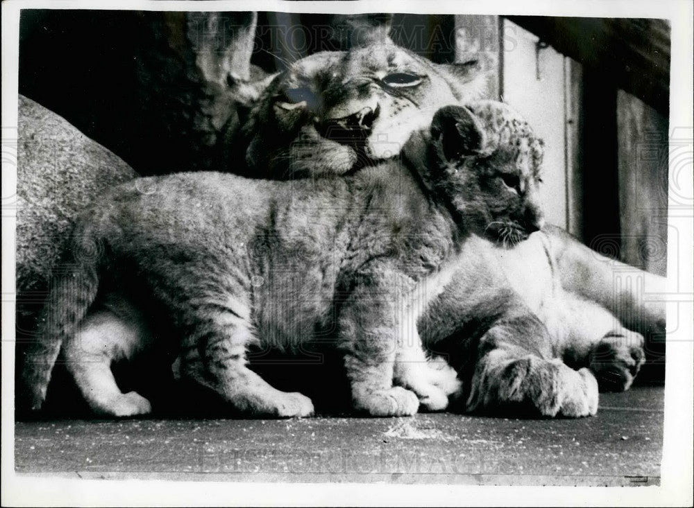 1958 Press Photo Mom and baby lion at Copenhagen Zoo - KSB25507-Historic Images