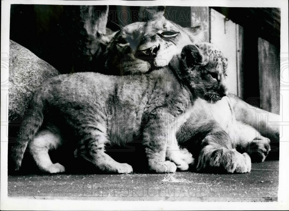 1958 Lion Cub With Mother Rumo Copenhagen Zoo - Historic Images