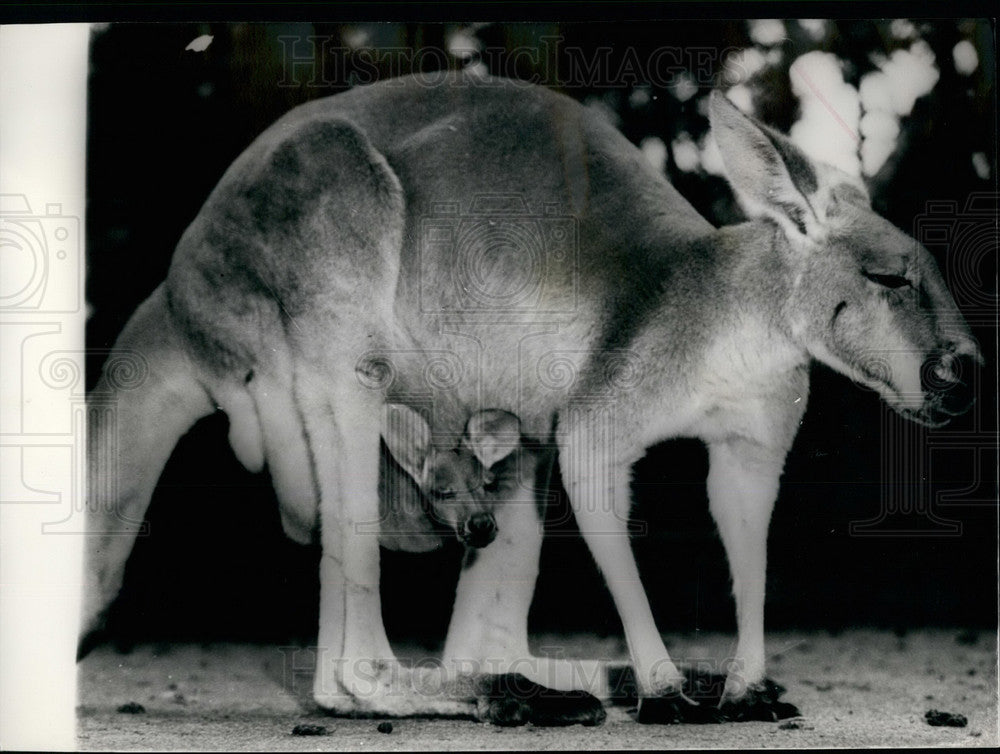 Press Photo Baby Kangaroo Mother&#39;s Pouch Taronga Park Zoo - Historic Images