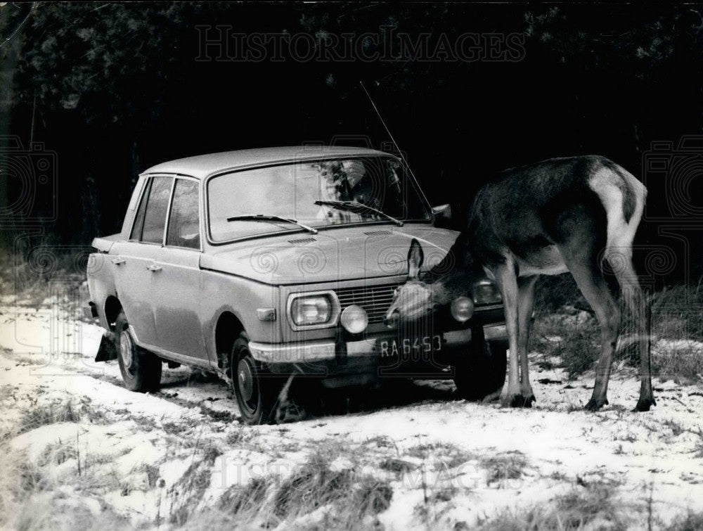 Press Photo A deer and an auto - KSB25549-Historic Images