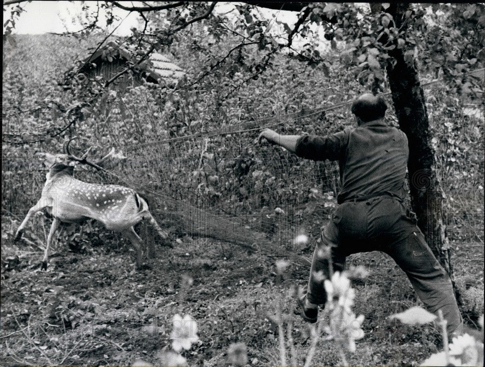 1956 Press Photo Sindelfinger Stadtwald,escaped stag deer netted and caught-Historic Images