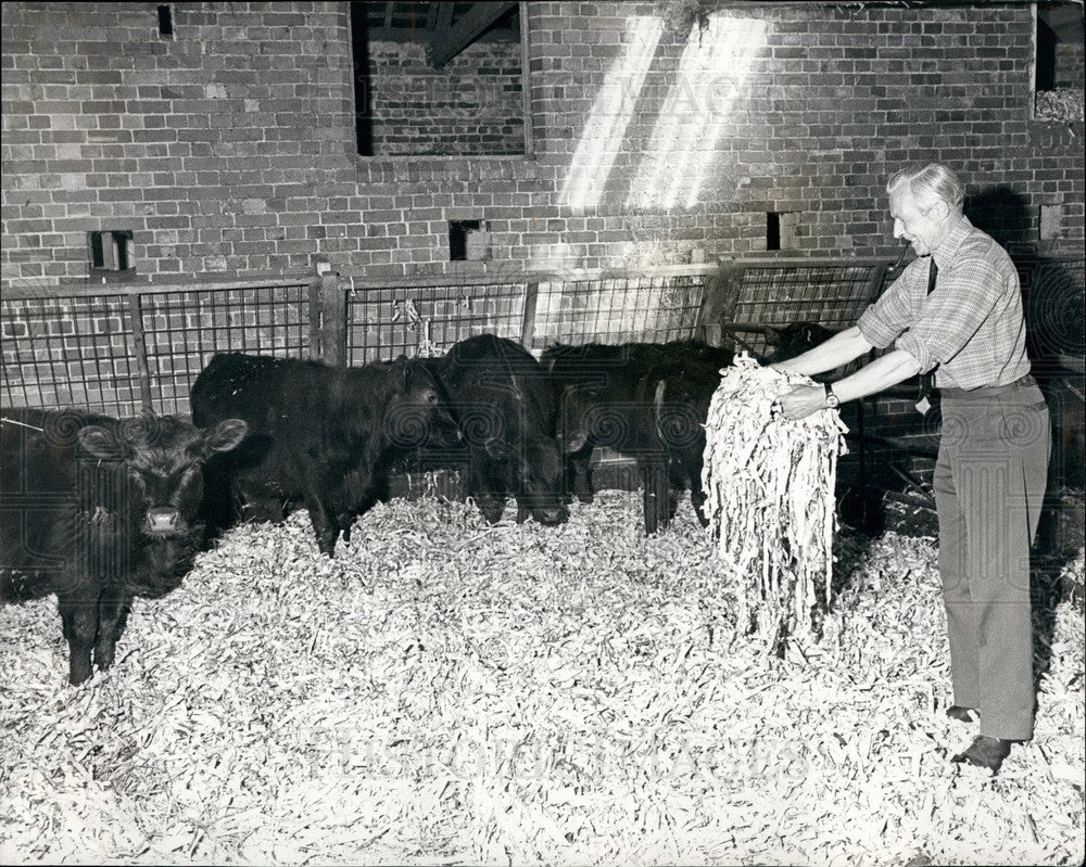 1975, Devon farmer, Mr. T. Lawson,no hay so cows bed down on paper - Historic Images
