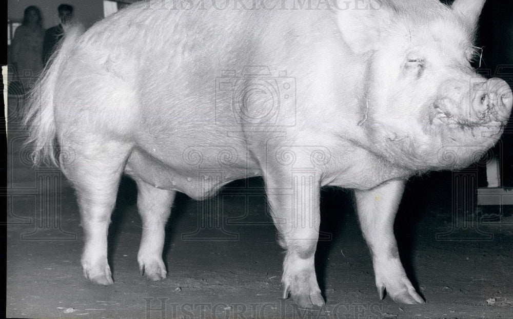 Press Photo Agriculture show in Paris,a pig - Historic Images