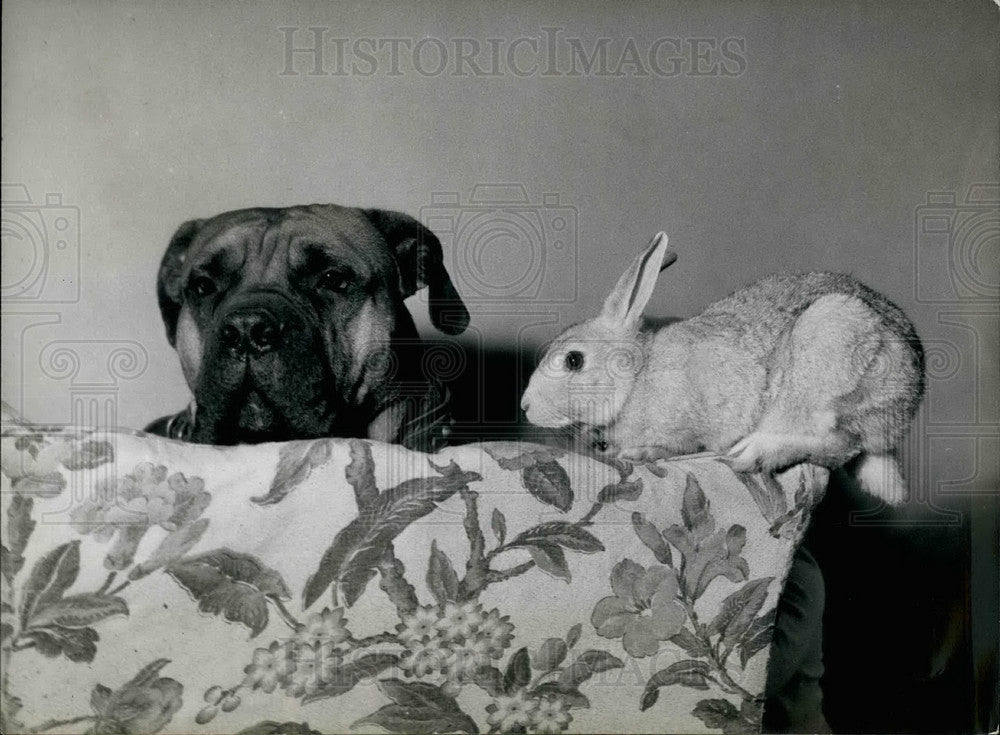 Press Photo Mastiff Rabbit Lynn Tetelmen Golders Green London On Furniture - Historic Images