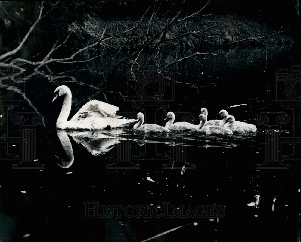 Press Photo Delilah the swan and her cynet babies - KSB25659 - Historic Images