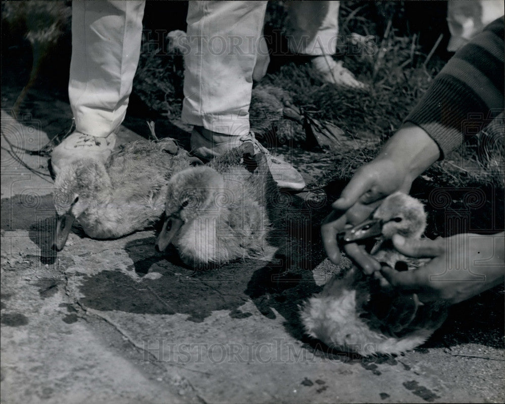  Three young swans - Historic Images