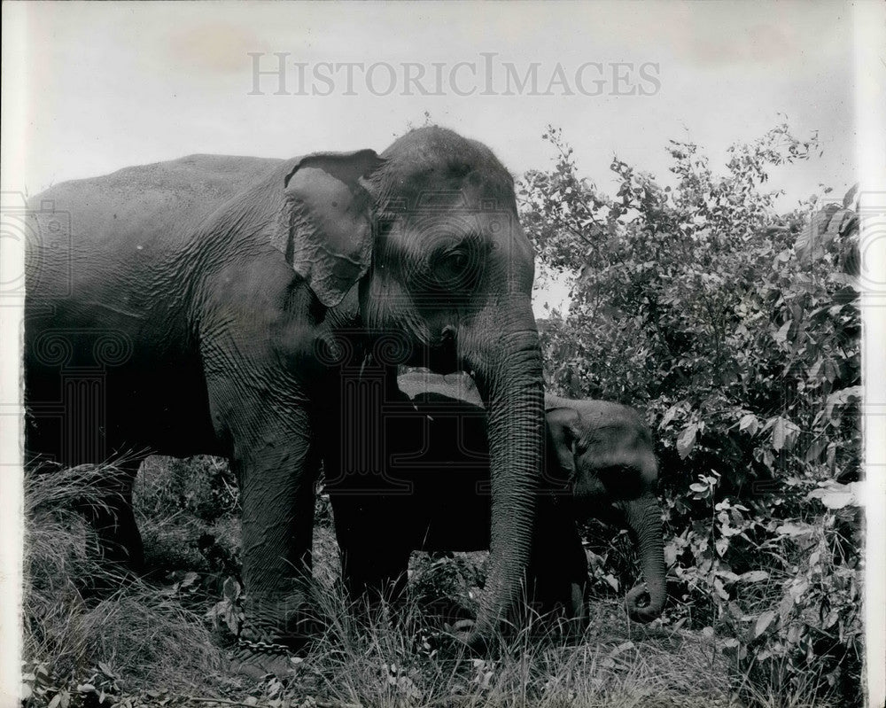 Press Photo A mother elephant with its calf - Historic Images