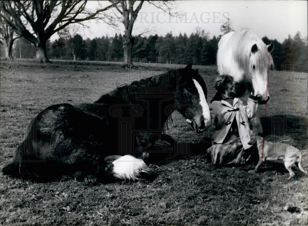 Press Photo Draft horses taking a rest - KSB25671 - Historic Images