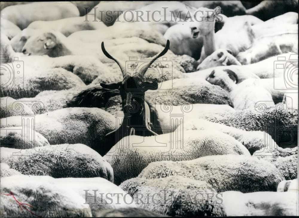 1967 Herd of Sheep with a Goat. - Historic Images