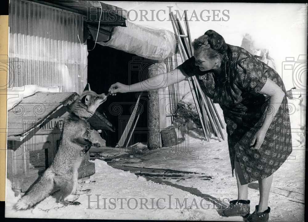 1967 Press Photo Woman and her Fox. - KSB25691 - Historic Images