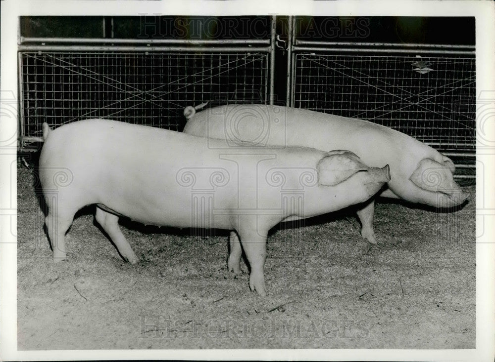 1958 A pair of pigs in a pen - Historic Images