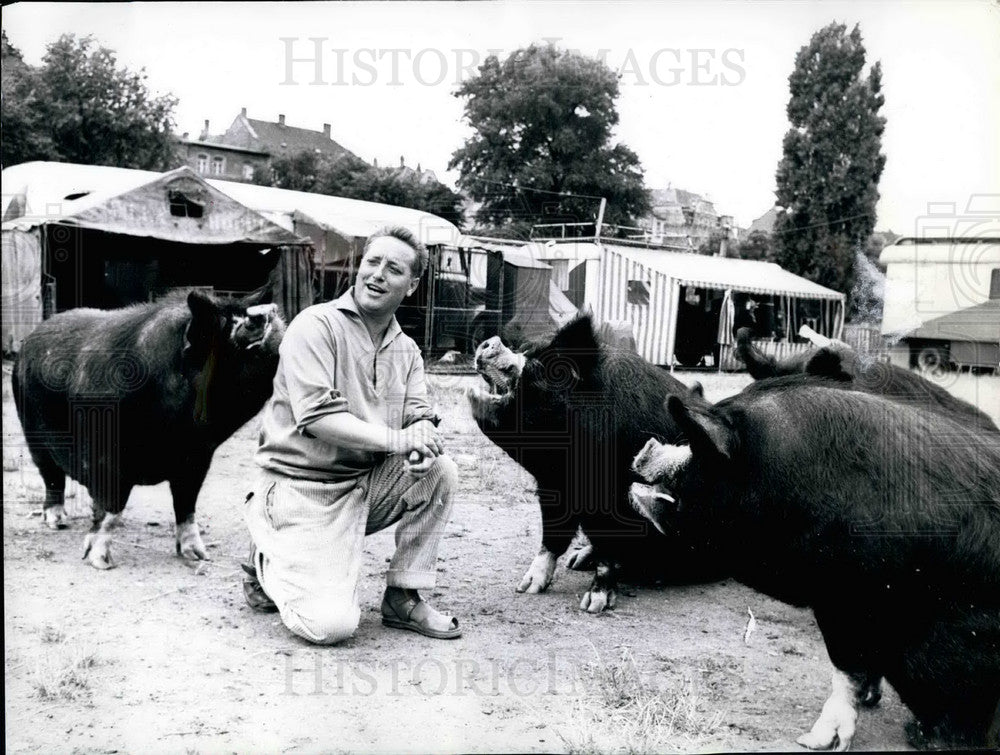 1958, Birkenshire pigs and trainer ean Albert Hoppe - KSB25701 - Historic Images