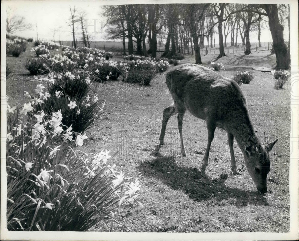 Press Photo A deer among the daffodils - KSB25723 - Historic Images