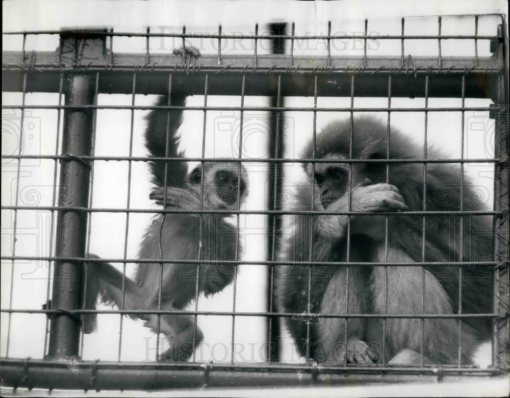 1967 London Zoo ,Mama Gibbon and her baby - Historic Images