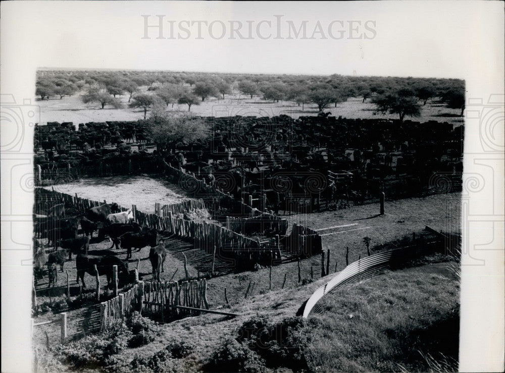 Press Photo Cattle in Corral in Argentina - KSB26793-Historic Images