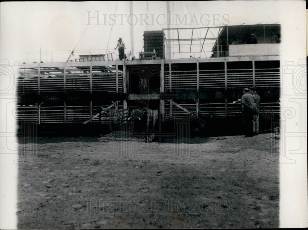 Press Photo A Cattle Ship in Argentina - Historic Images