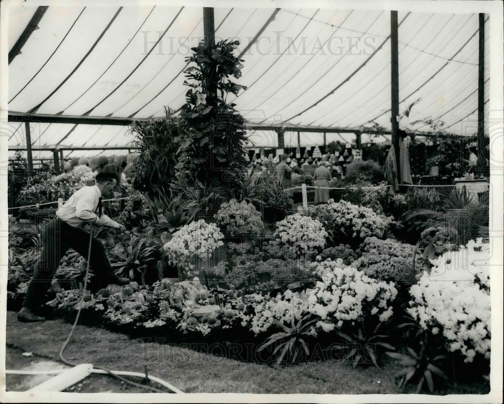 1957 Press Photo Preview Of The Chelsea Flower Show - KSB26929-Historic Images