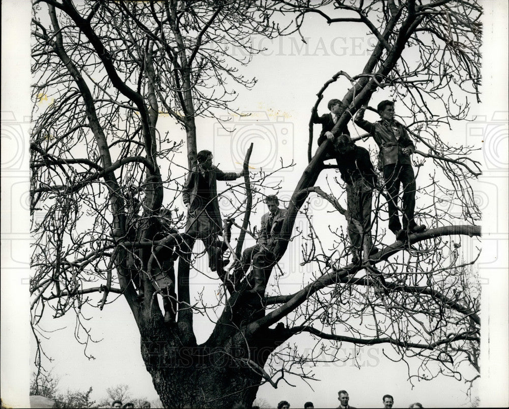  Spectators Watch Sport From Top Of Tree - Historic Images