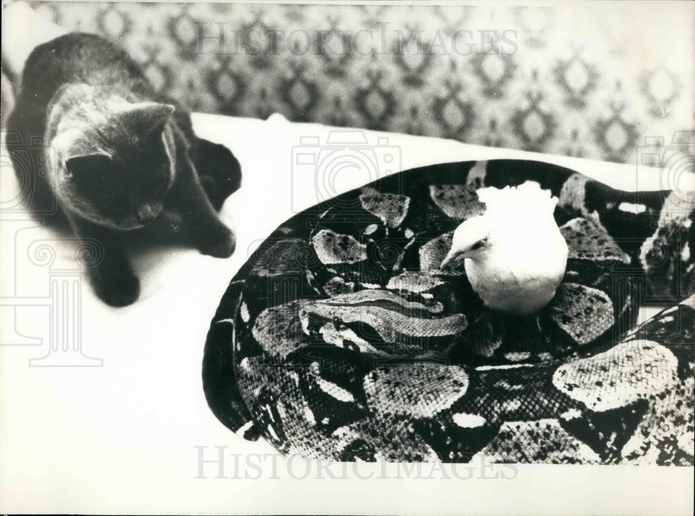 Press Photo A cat with a snake and a bird - KSB28369 - Historic Images