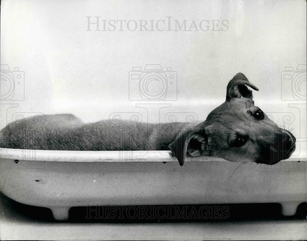 1970 Press Photo New $58,000 kennels aid clinic opened at Battersea - KSB28411-Historic Images