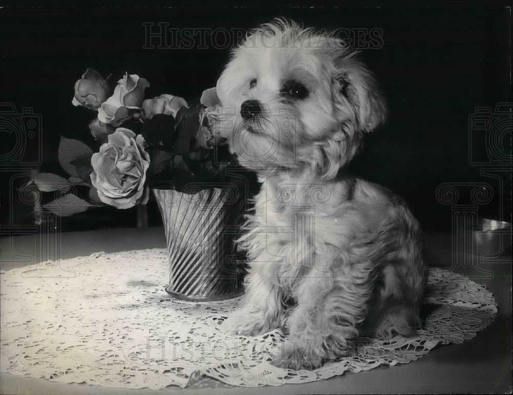 1957 Empress Soraya dog of breed 'Kobold-Mascott' - Historic Images