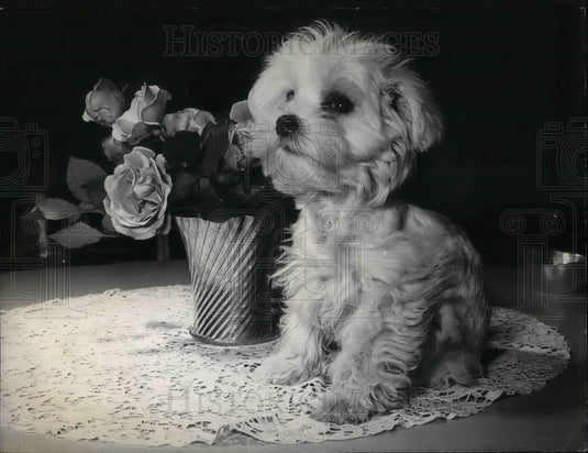 1957 Empress Soraya dog of breed 'Kobold-Mascott' - Historic Images